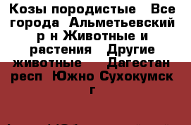 Козы породистые - Все города, Альметьевский р-н Животные и растения » Другие животные   . Дагестан респ.,Южно-Сухокумск г.